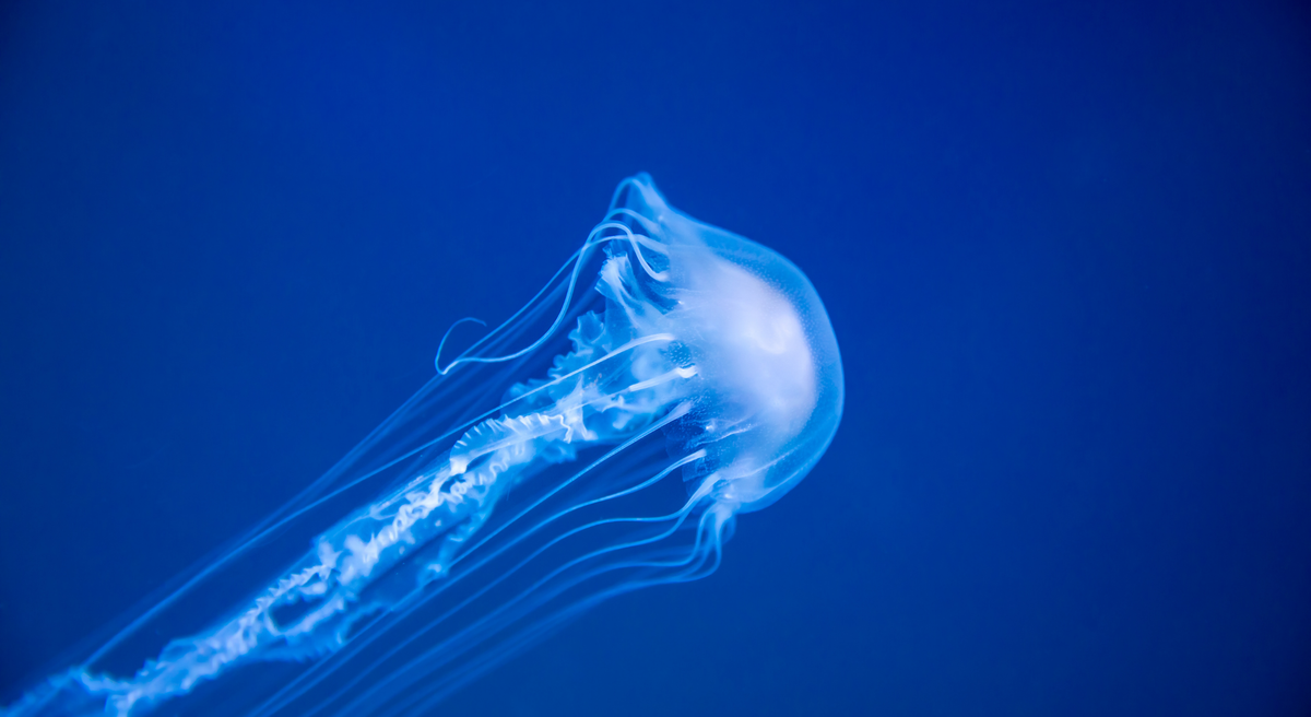 A glowing blue jellyfish swims diagonally across a deep blue underwater background.